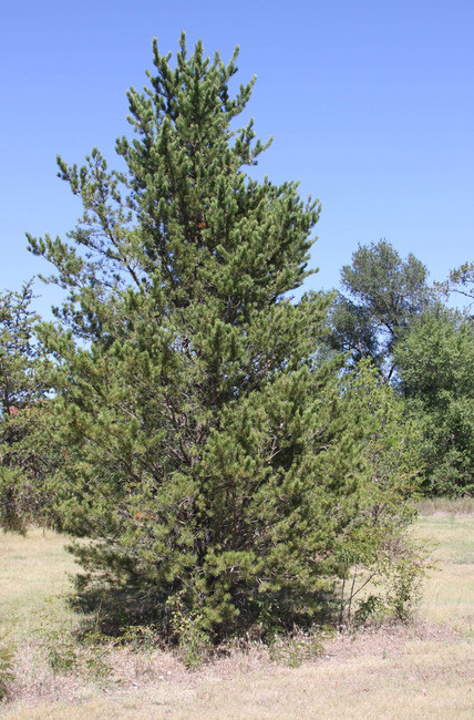 Jack Pine A+2, 500 Trees