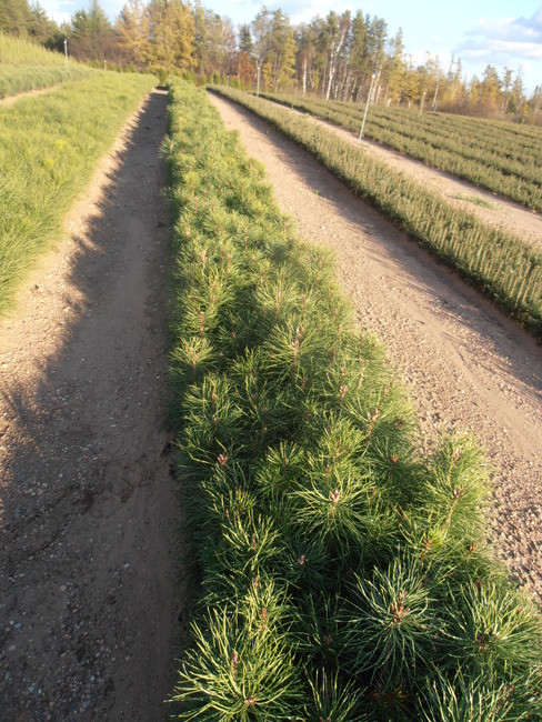 White Pine A+3, over 500 Trees