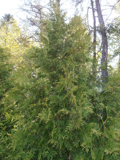 Northern White Cedar Affinity A+3, 500 Trees