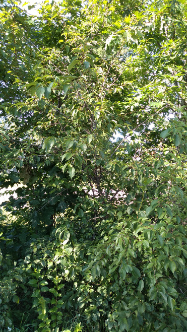 American Plum Seedlings 1-0, 100 trees