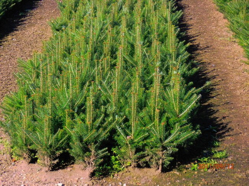 Balsam Fir - Cooks Blue New Hampshire A+4, over 500 Trees