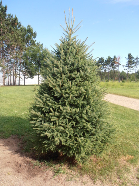 White Spruce A+2, 100 Trees
