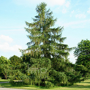 Norway Spruce A+2, 500 Trees