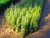 White Spruce A+2, over 500 Trees