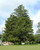 Norway Spruce A+2, over 500 Trees