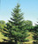 Black Spruce A+2, 50 Trees