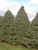 Black Hills Spruce A+2, over 500 Trees