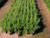 Balsam Fir - Cook's Blue A+2, 500 Trees