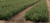 Canaan Fir A+2, 500 Trees