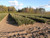 Fraser Fir - Mt. Rogers A+3, over 500 Trees
