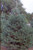 Scotch Pine - French Blue A+2, 25 Trees