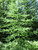 Tamarack A+2, 25 Trees