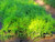 Northern White Cedar Affinity A+3, over 500 Trees