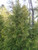 Northern White Cedar Affinity A+3, 25 Trees