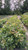 Swamp White Oak Seedlings 2-0, 500 Trees