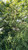 American Plum Seedlings 1-0, 100 trees