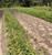 American Plum Seedlings 1-0, 250 trees