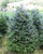 Fraser Fir - Mt. Rogers A+4, 100 Trees