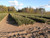 Fraser Fir - Mt. Rogers A+4, over 500 Trees
