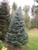 Blue Spruce Kaibab A+3, 25 Trees