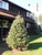 White Spruce A+3, 500 Trees