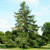 Norway Spruce A+2, 50 Trees