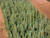 Blue Spruce Kaibab A+3, over 500 Trees