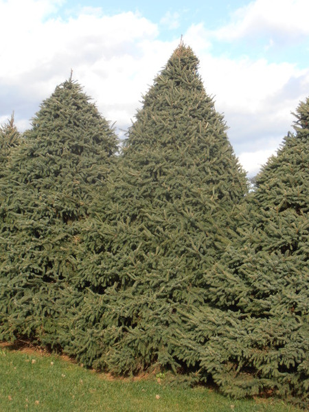Black Hills Spruce A+2, 50 Trees