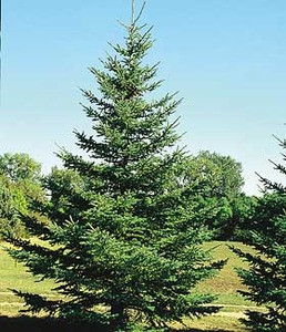 Black Spruce A+2, 100 Trees