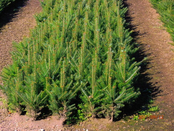Balsam Fir - P-70 A+3, 500 Trees