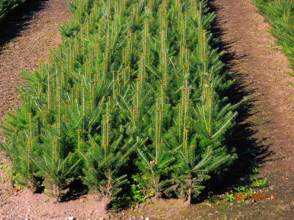 Balsam Fir - P-70 A+3, over 500 Trees