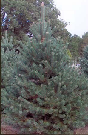 Scotch Pine - French Blue A+2, over 500 Trees
