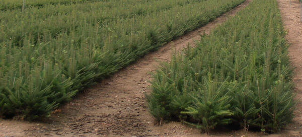 Canaan Fir A+3, 500 Trees