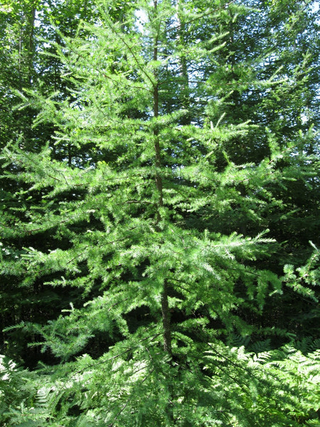 Tamarack A+2, 100 Trees