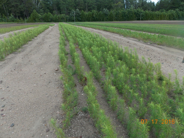 Tamarack A+2, over 500 Trees