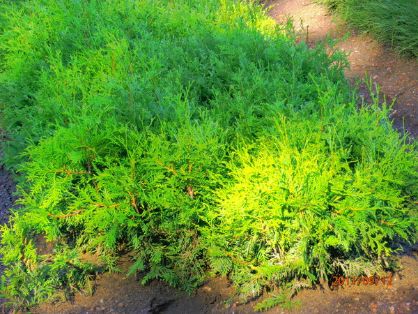 Northern White Cedar Affinity A+1, over 500 Trees