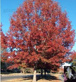 Red Oak Seedlings 2-0, 100 Trees