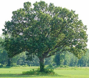 White Oak Seedlings 2-0,  50 Trees