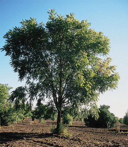 Black Walnut Seedlings 2-0, 25 Trees