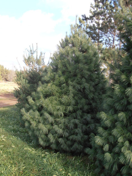 White Pine A+3, 50 Trees