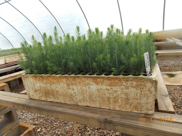 White Spruce Containerized Seedlings