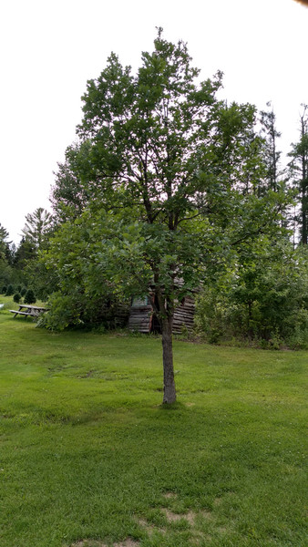 Swamp White Oak Seedlings 2-0, 100 Trees