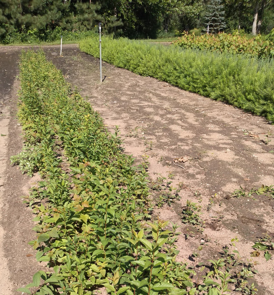 American Plum Seedlings 2-0, 250 trees