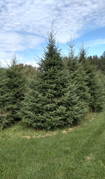 Balsam Fir - Downey A+3, 500 Trees