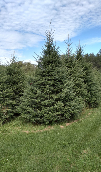 Balsam Fir - Downey A+4, Over 500 Trees