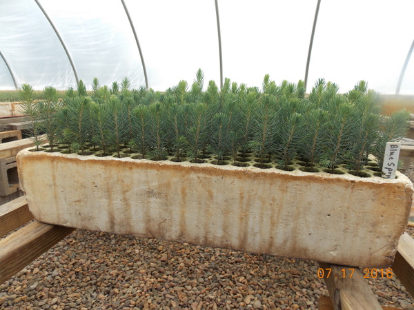 Blue Spruce Kaibab Containerized Seedlings