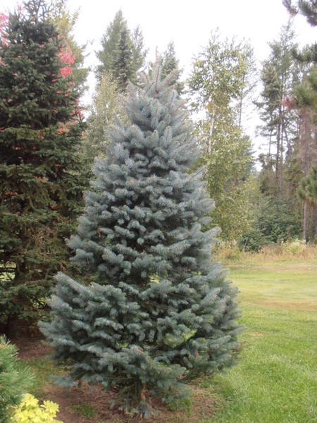 Blue Spruce Kaibab A+3, 25 Trees
