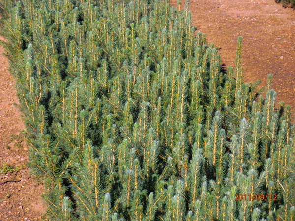 Blue Spruce Kaibab A+3, over 500 Trees