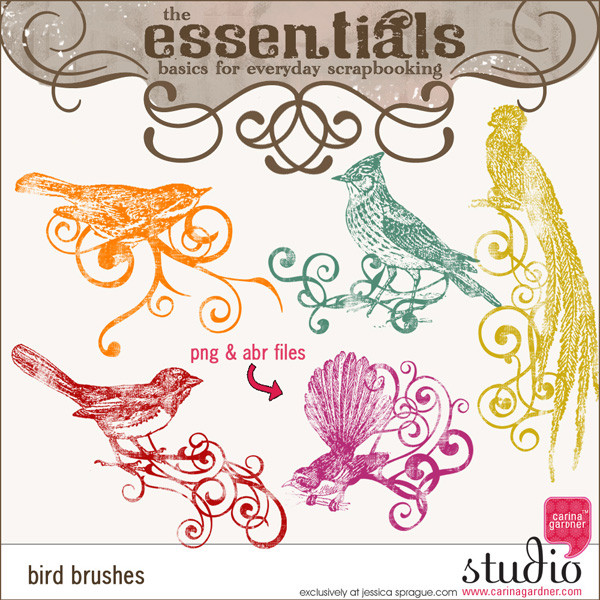 ESSENTIALS - Bird Brushes