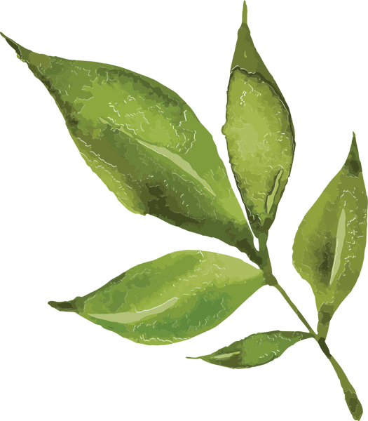 Leaves Print & Cut File